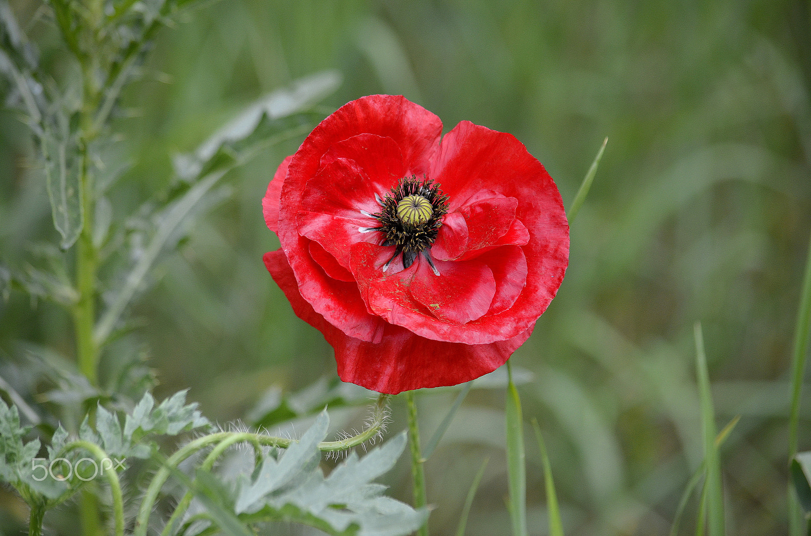 Nikon D5100 sample photo. Red flower photography