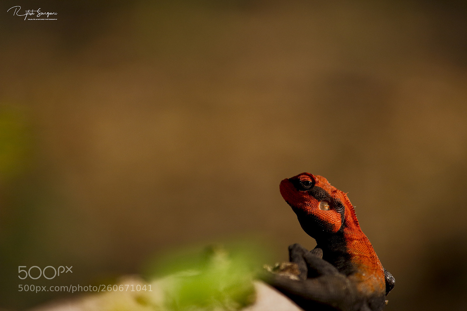 Canon EOS 700D (EOS Rebel T5i / EOS Kiss X7i) sample photo. Little dragon....! photography
