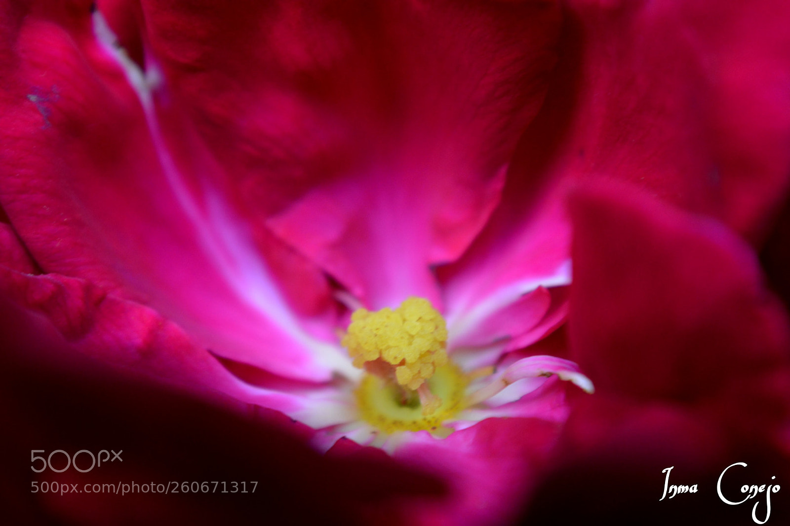 Nikon D5200 sample photo. Rosa photography