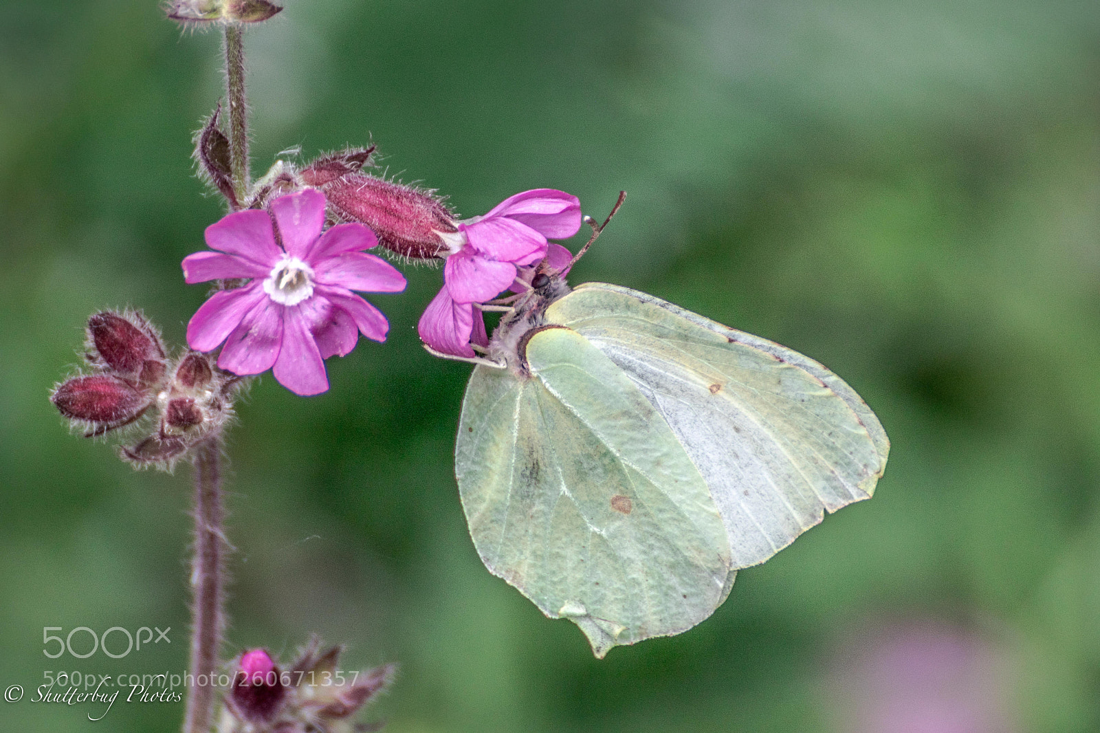 Canon EOS 80D sample photo. Brimstone photography