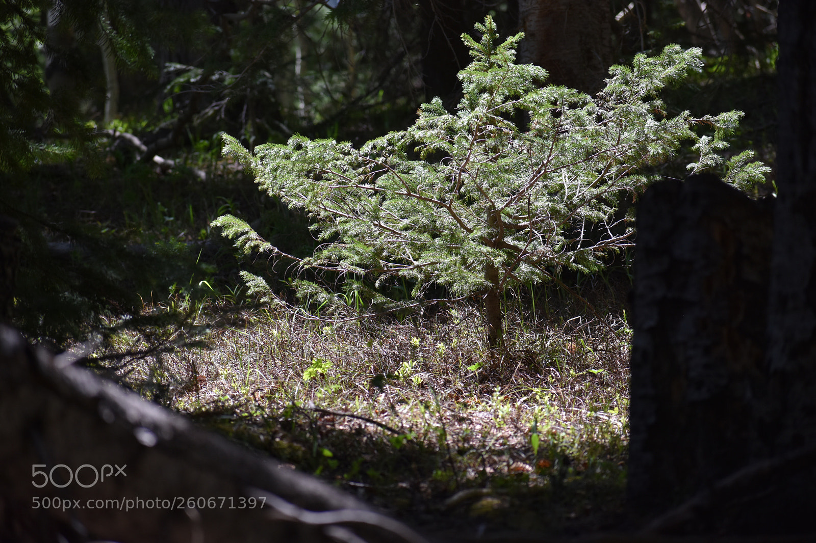 Nikon D3400 sample photo. New growth
colorado  photography