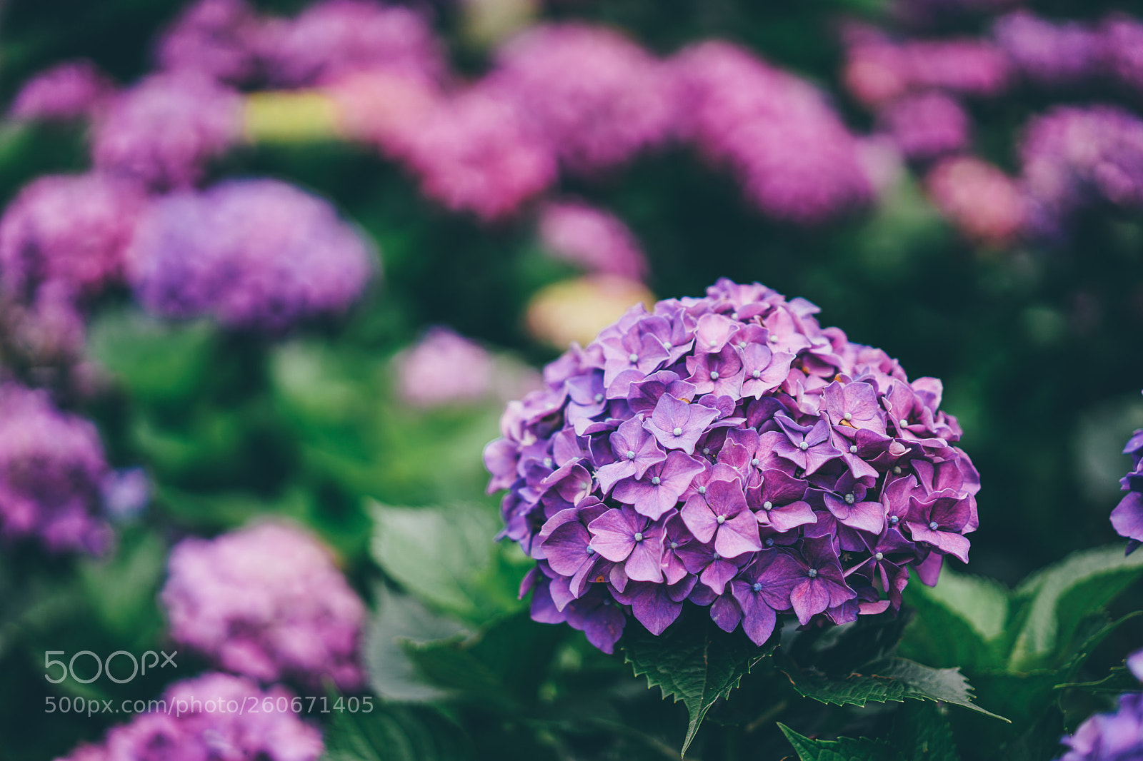Sony a7 II sample photo. Flower photography
