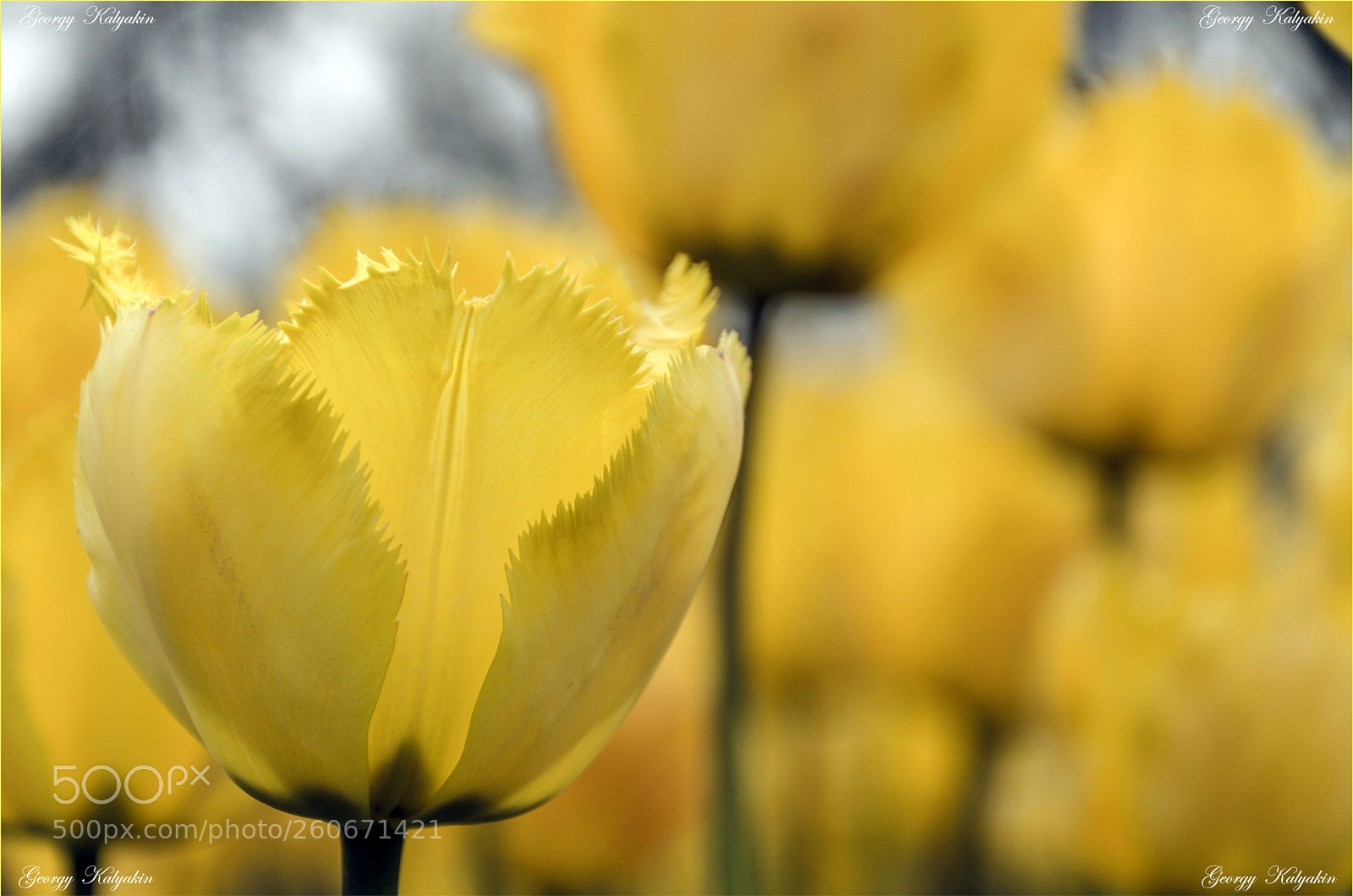 Nikon D7000 sample photo. Lale photography