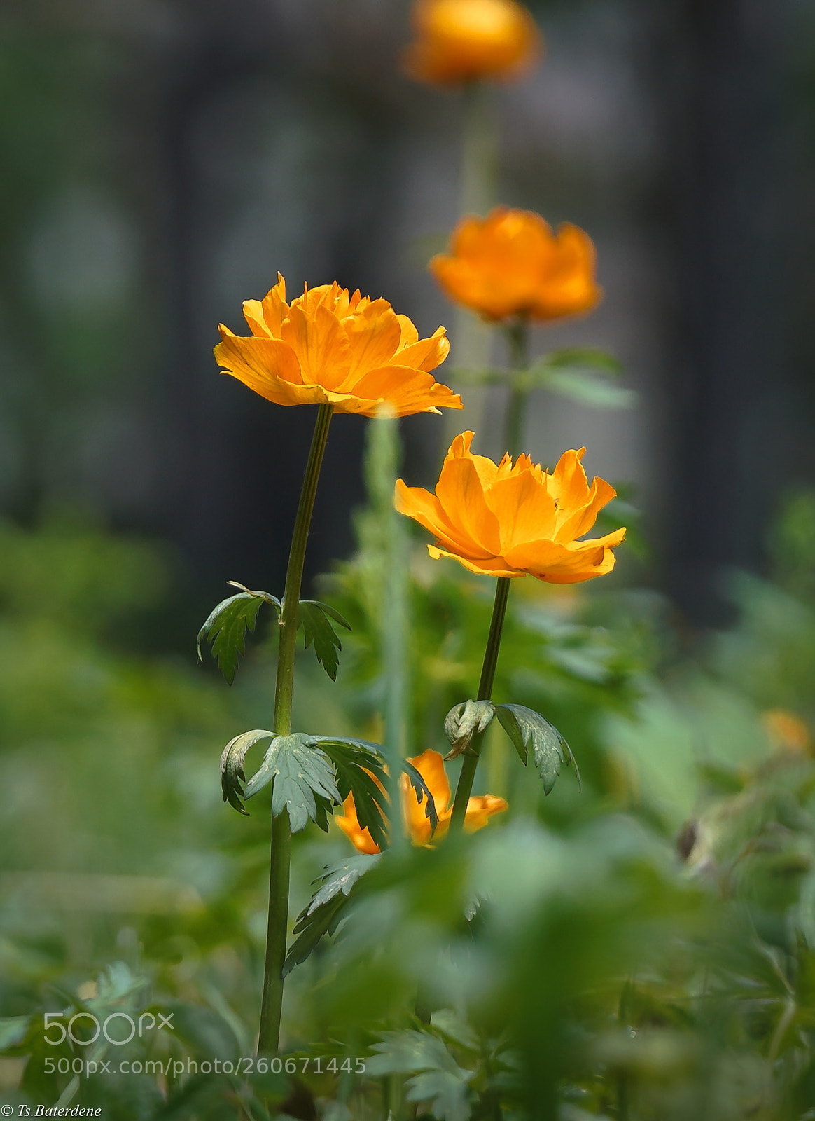 Sony a7R III sample photo. Globeflower photography