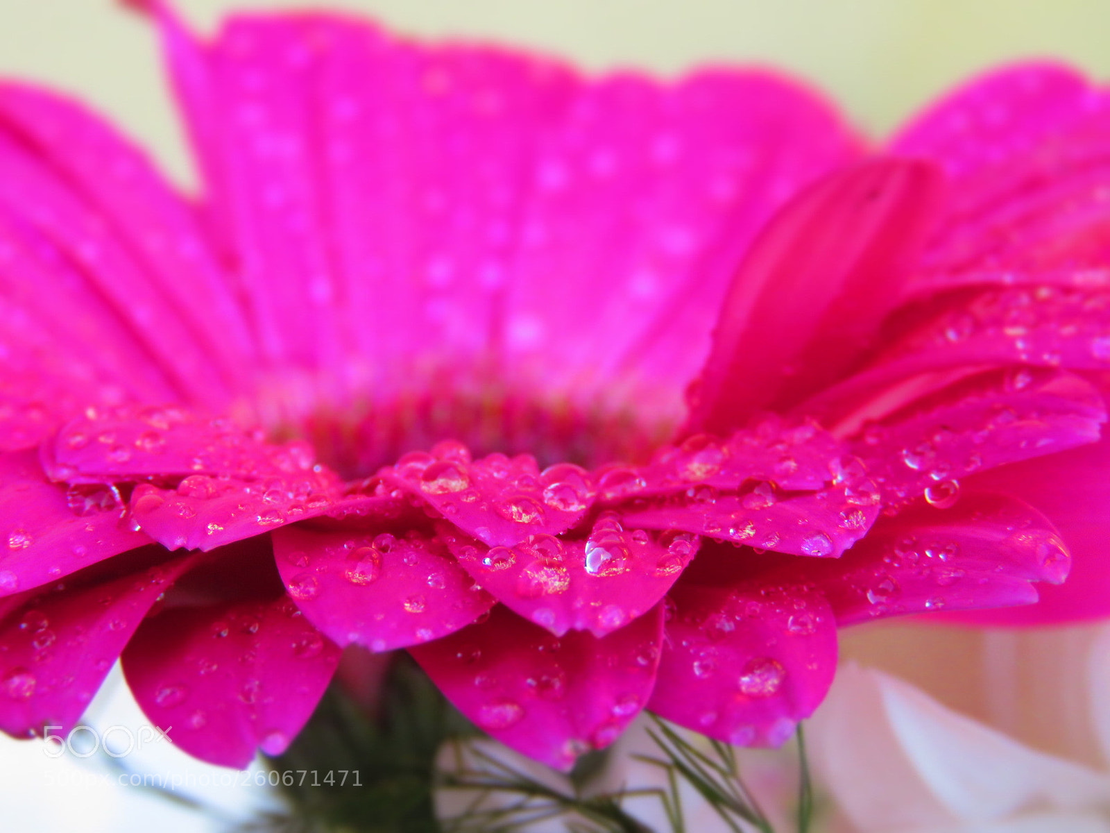 Canon PowerShot SX60 HS sample photo. Flowers sometimes cry too photography