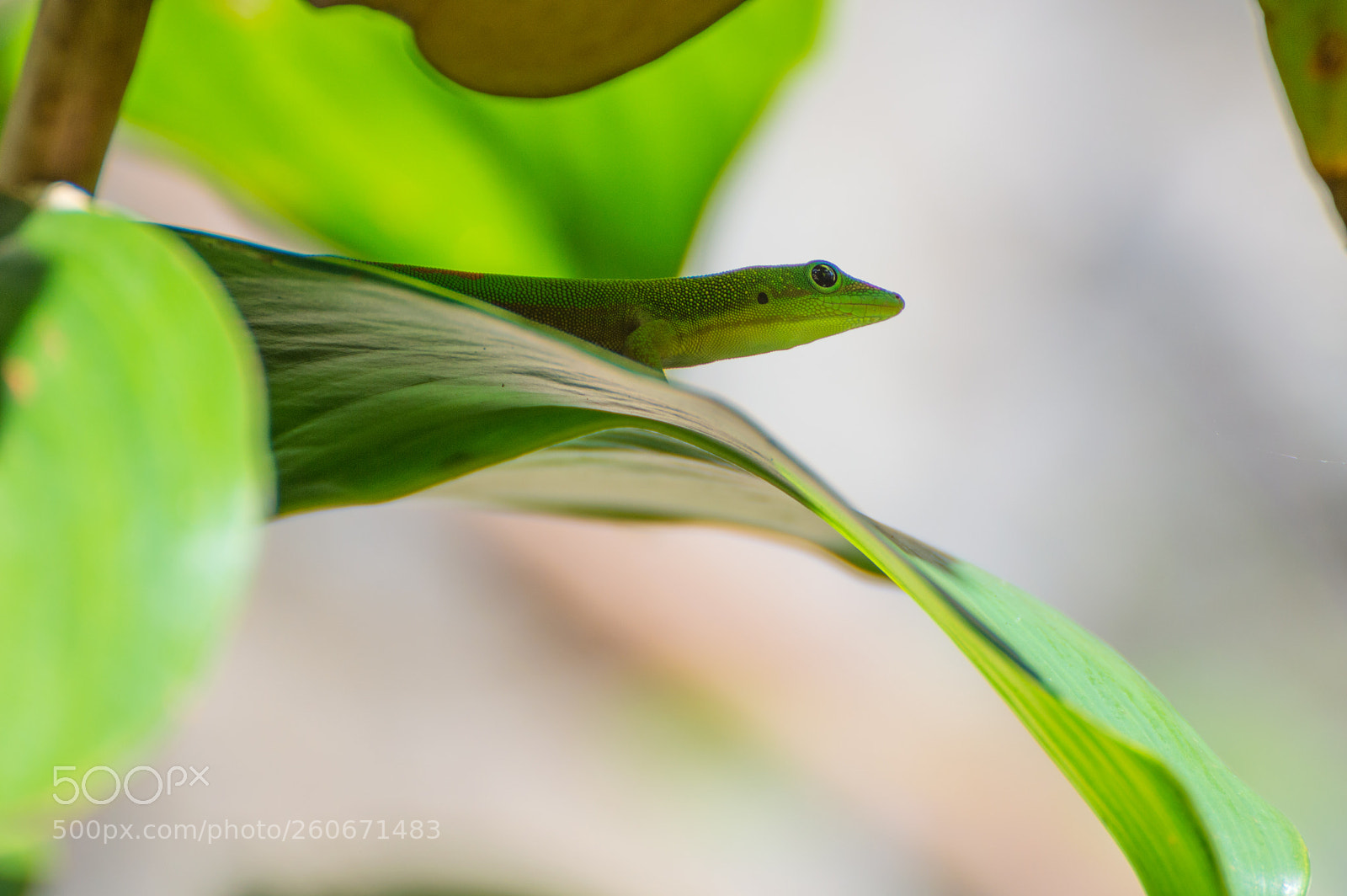 Nikon D3200 sample photo. Gecko photography