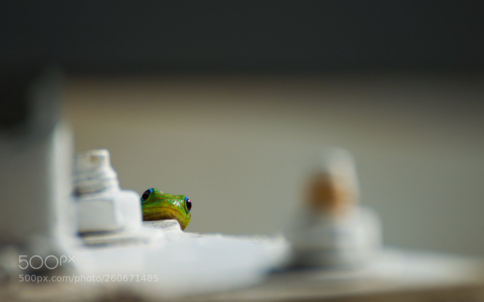 Nikon D3200 sample photo. Gecko photography