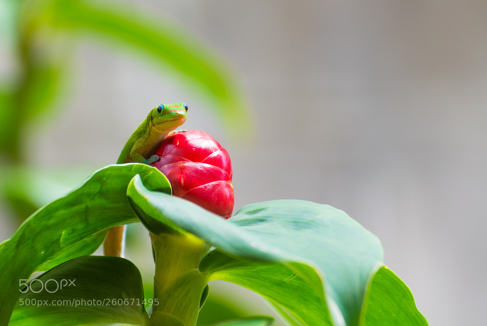 Nikon D3200 sample photo. Gecko photography
