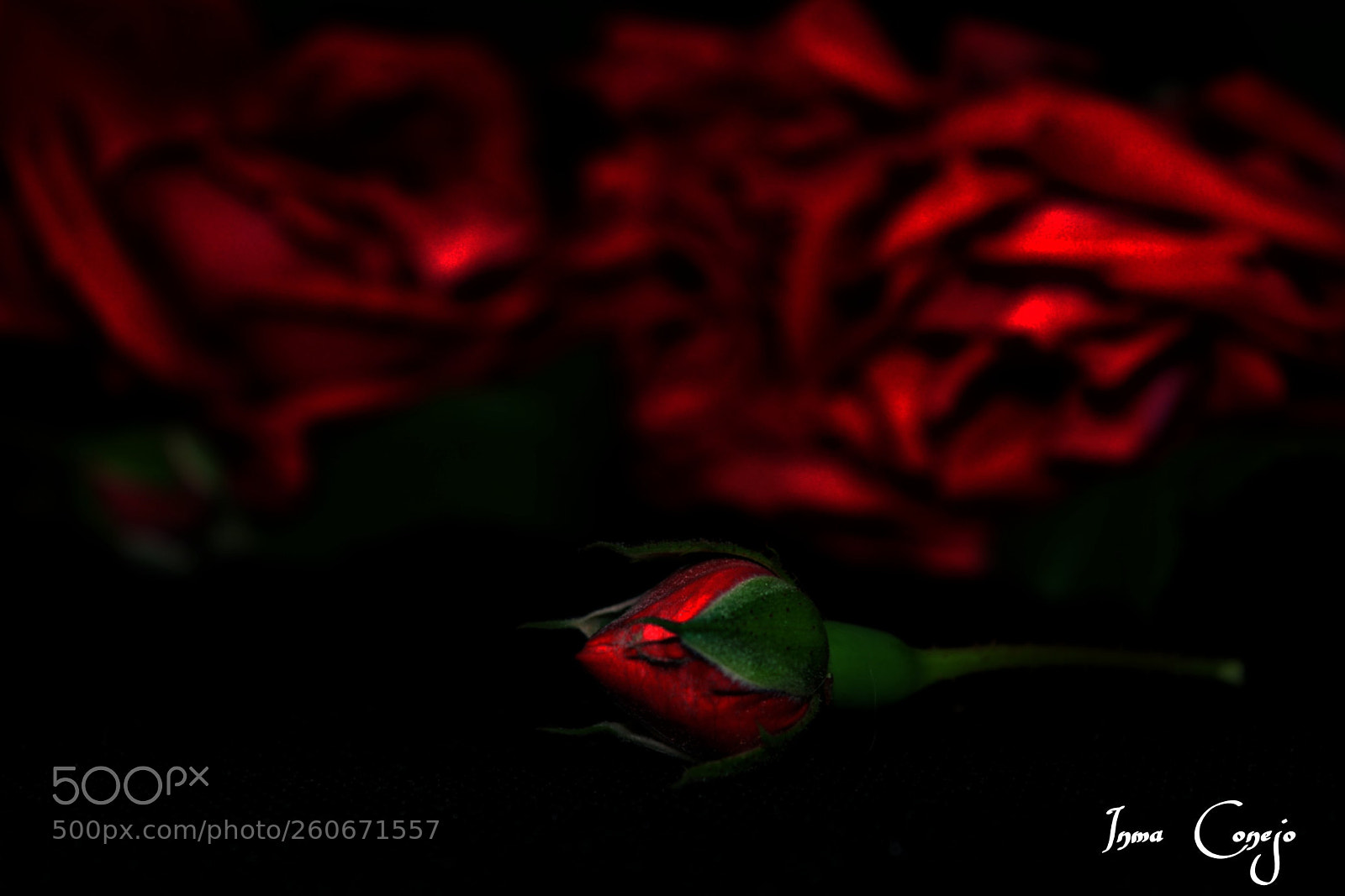Nikon D5200 sample photo. Rosa en negro photography