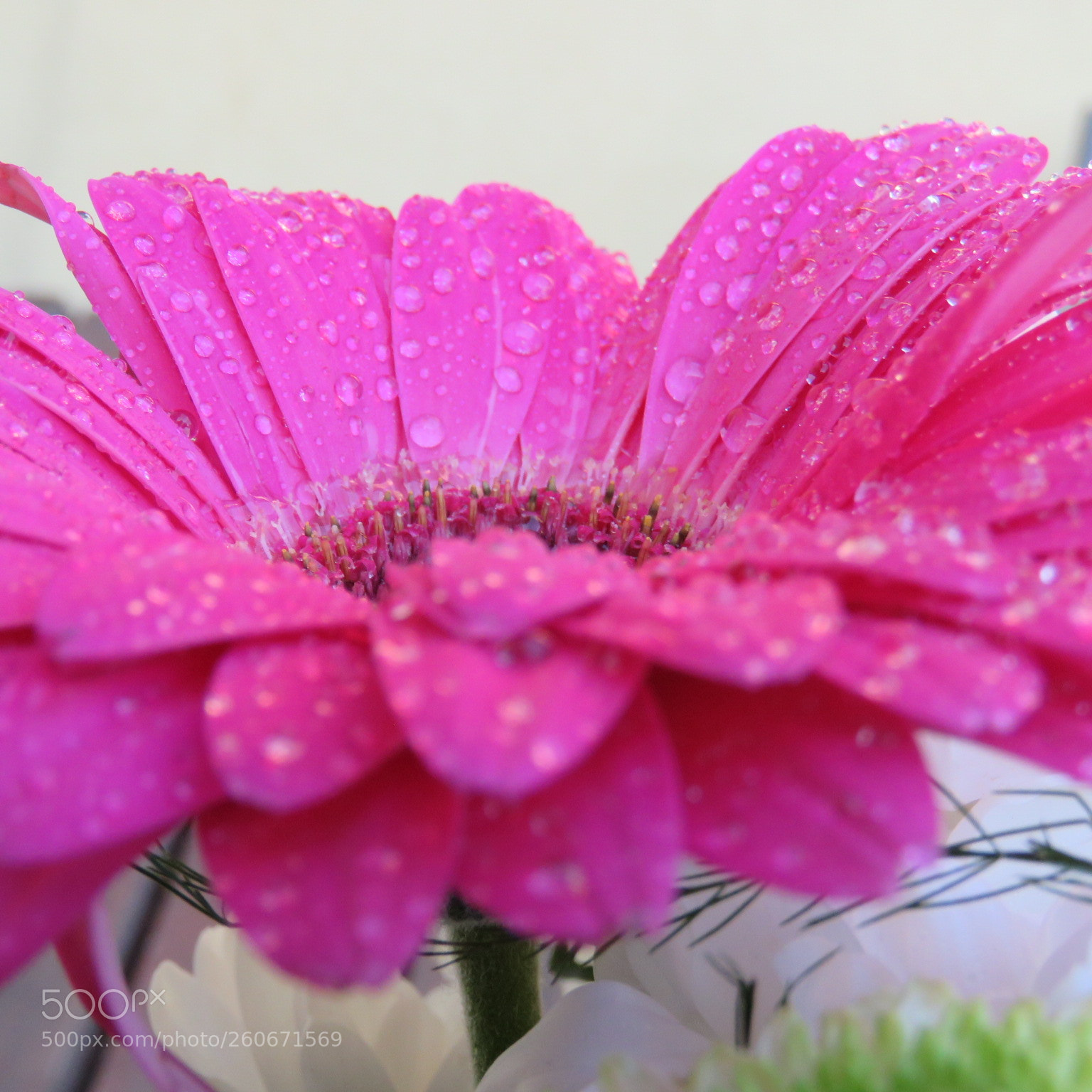 Canon PowerShot SX60 HS sample photo. Wet wet wet photography