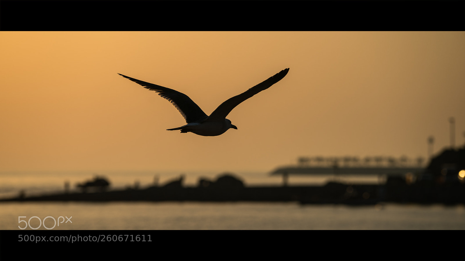 Sony a9 sample photo. Bird photography