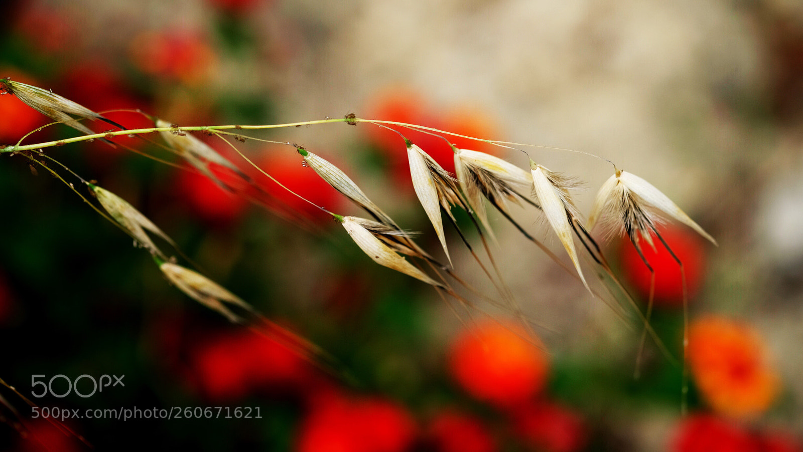 Fujifilm X-T10 sample photo. Untitled photography