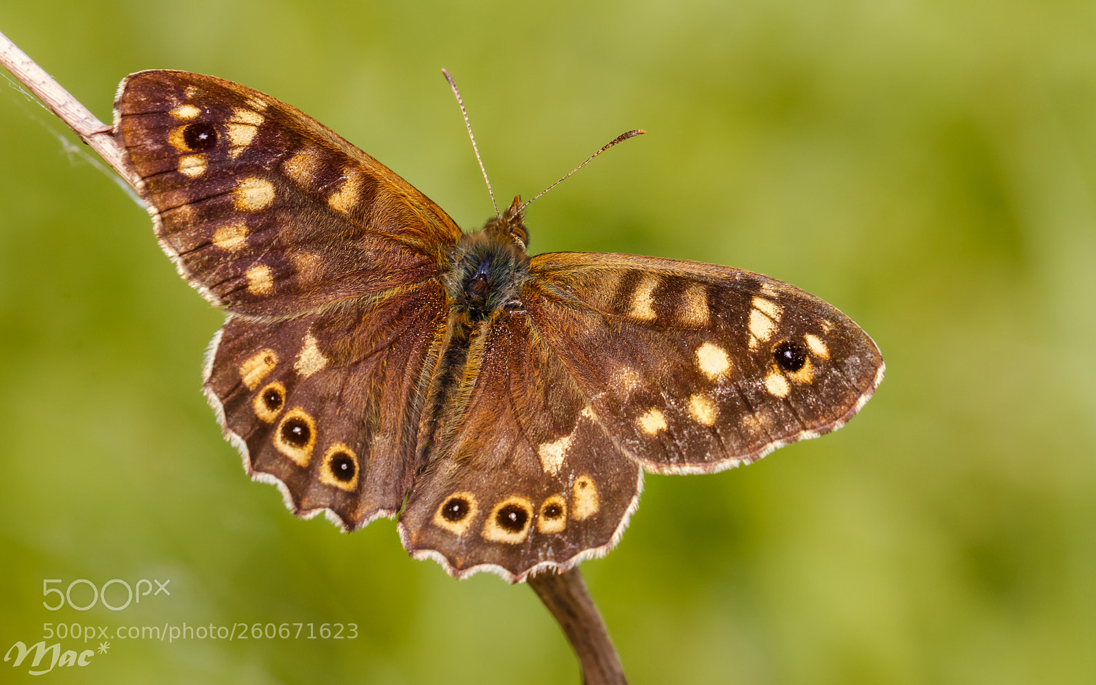 Canon EOS 70D sample photo. Speckled wood--bont zandoogje photography