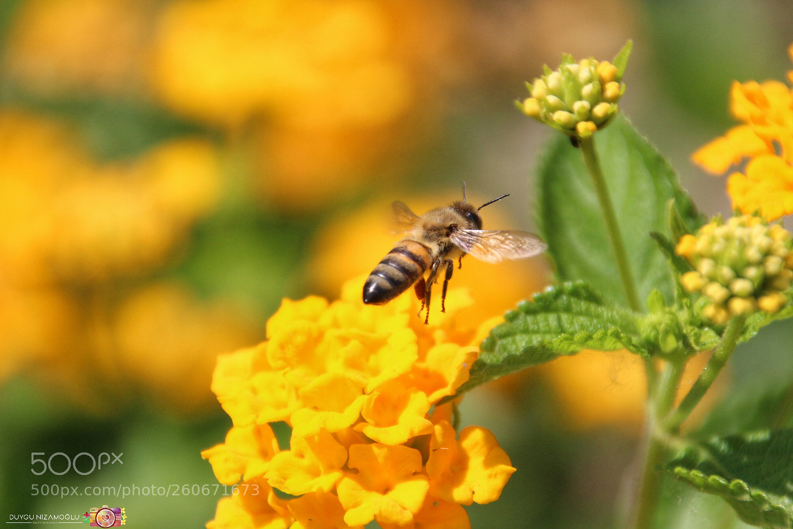 Canon EOS 700D (EOS Rebel T5i / EOS Kiss X7i) sample photo. Untitled photography