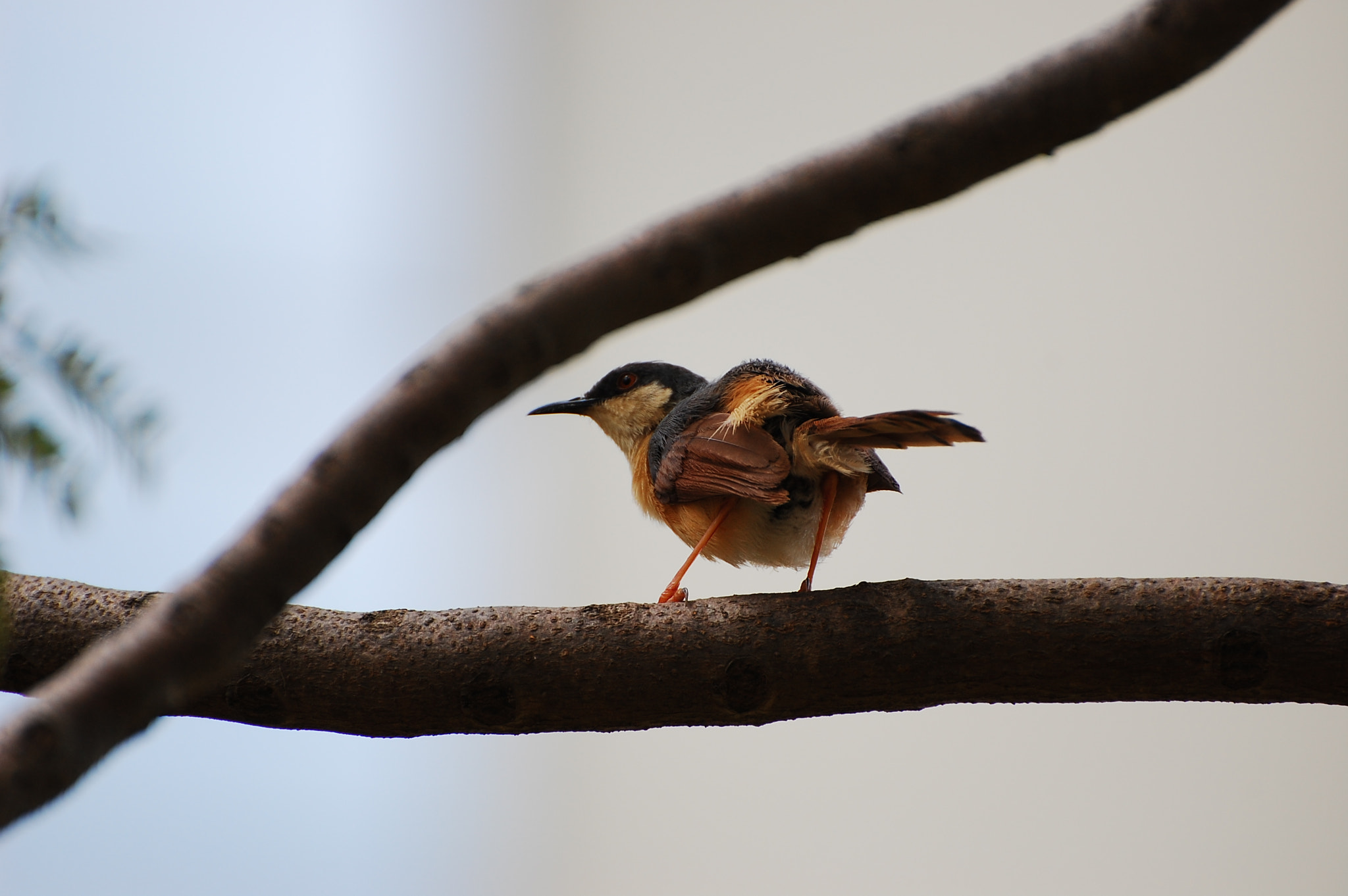 Nikon D40 sample photo. Ashy prinia photography