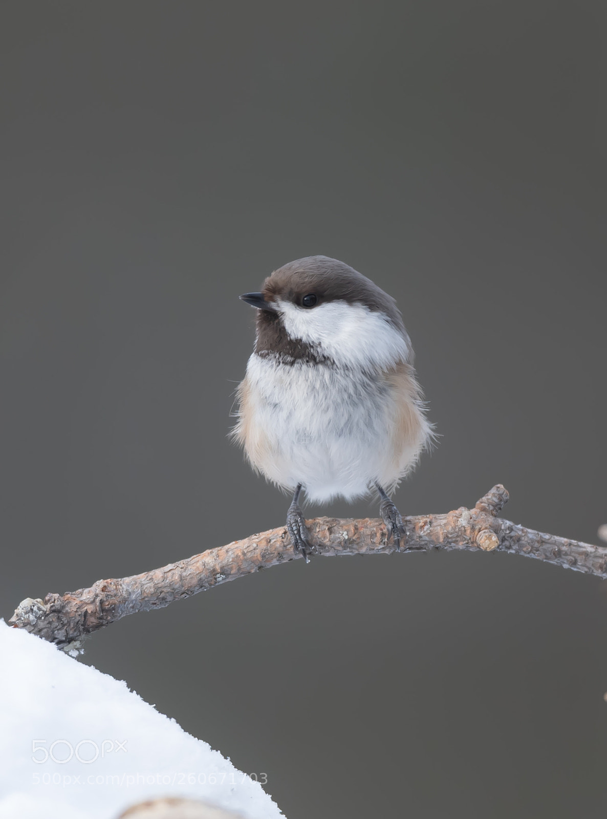 Nikon D5 sample photo. Siberian tit photography