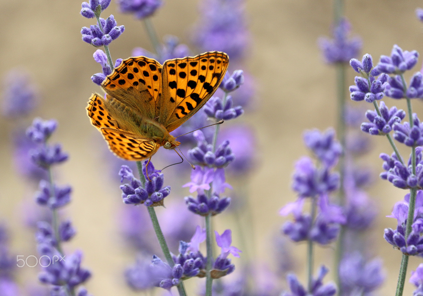 Canon EF-S 55-250mm F4-5.6 IS STM sample photo. The lavender photography