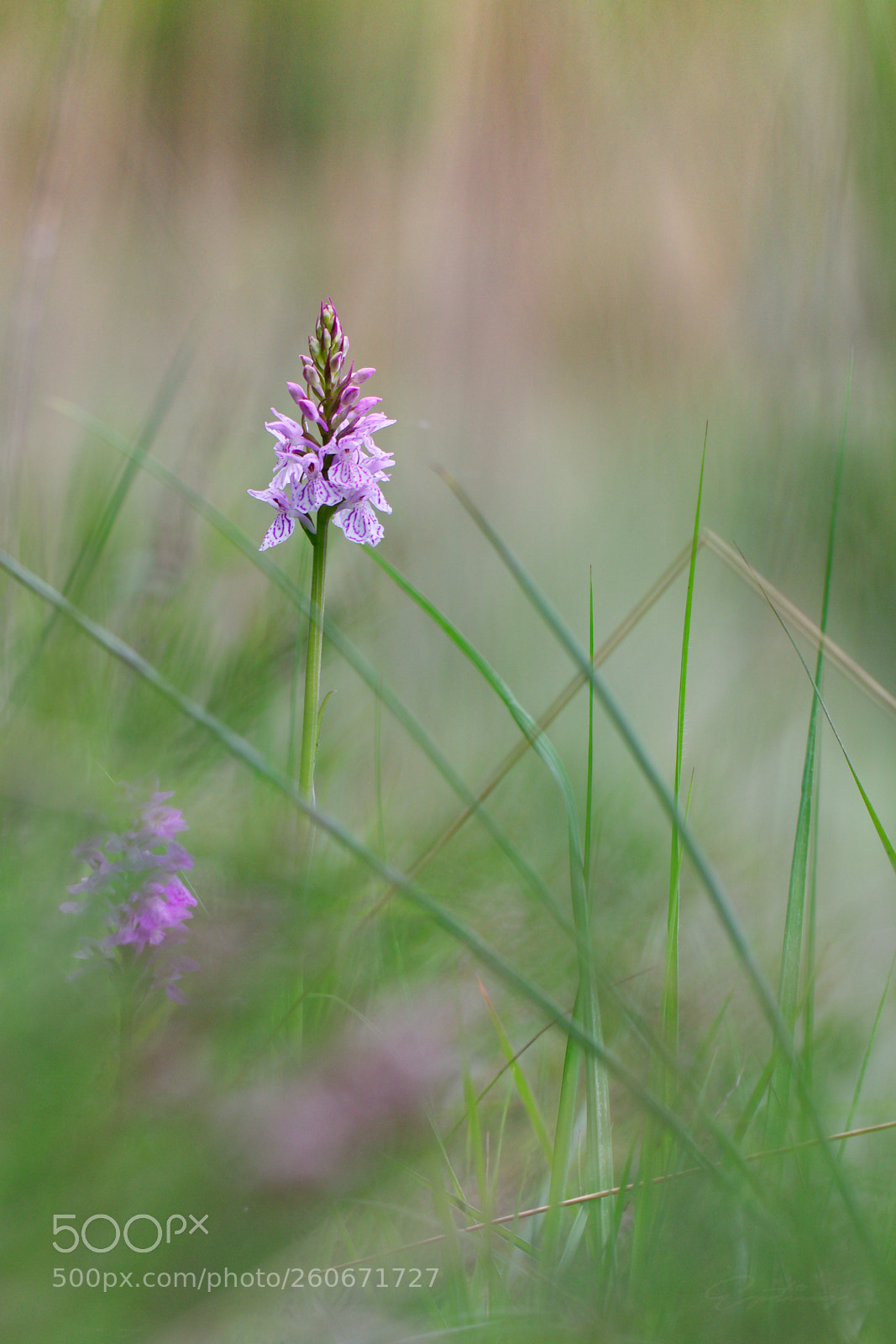 Canon EOS 70D sample photo. Orchid photography