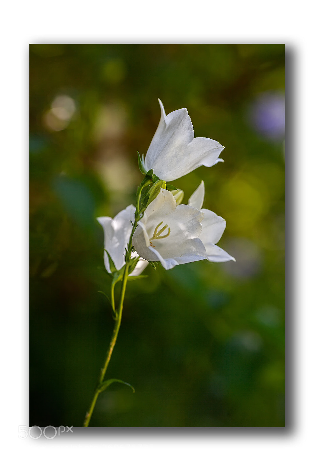 Canon EOS 5D Mark II sample photo. Bloom... photography