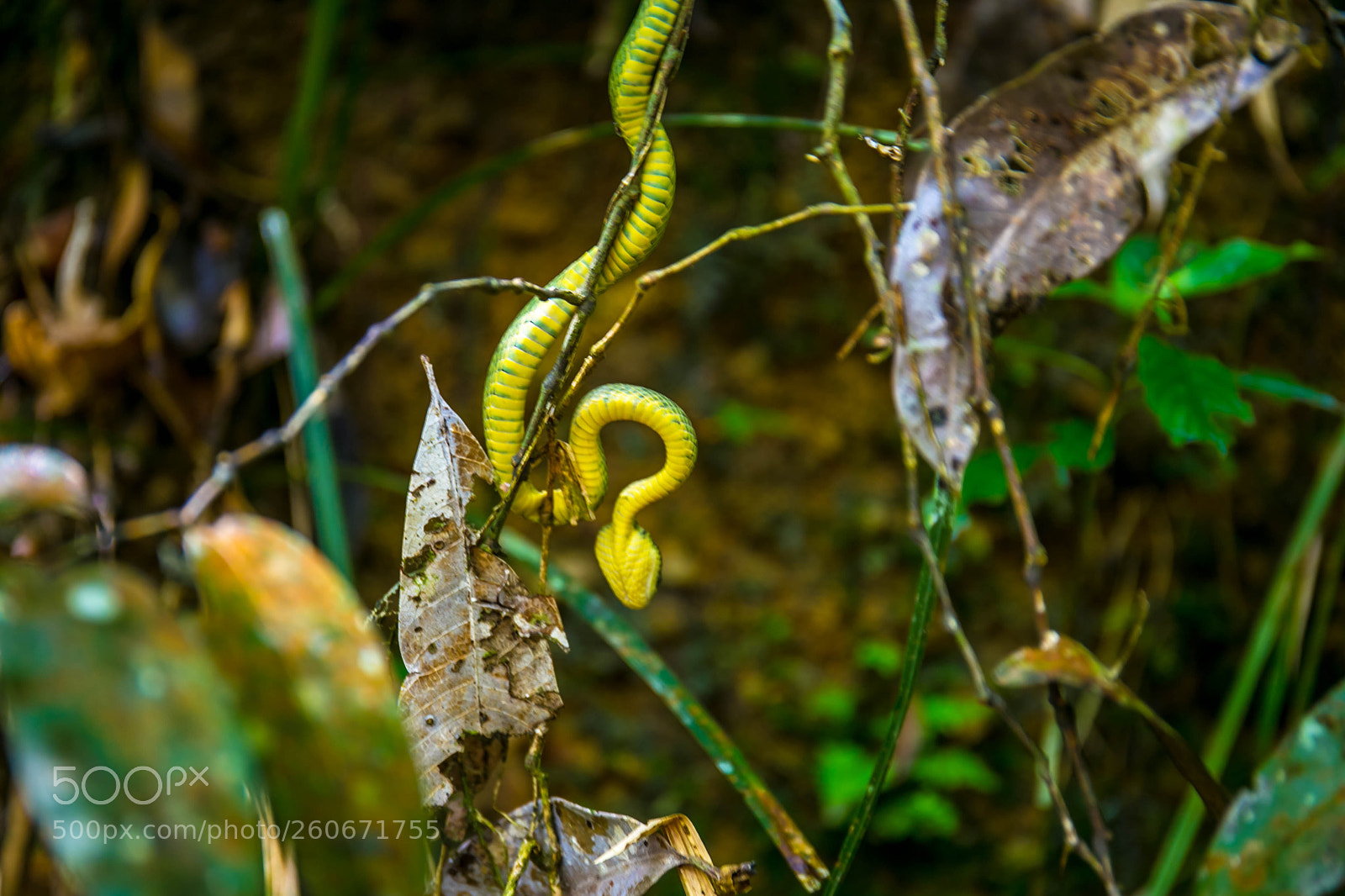 Canon EOS 6D sample photo. Snake in the jungle photography
