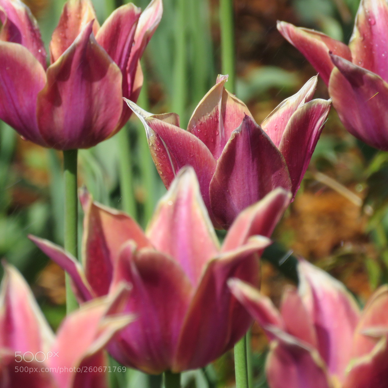 Canon PowerShot SX60 HS sample photo. Tulip here tulip there photography