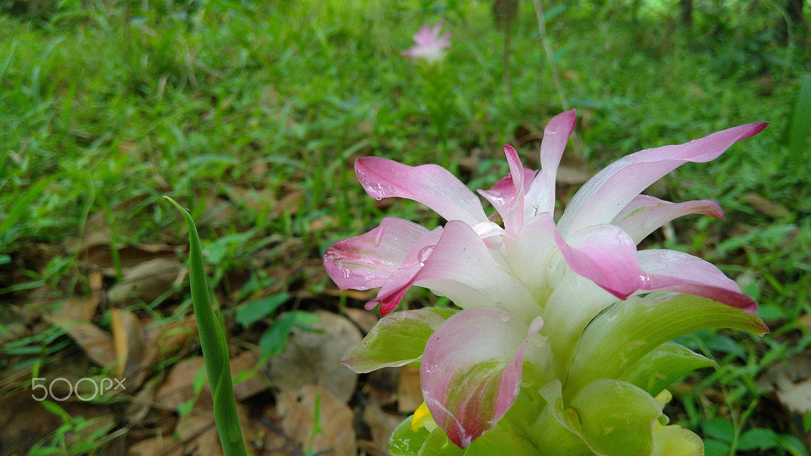 Xiaomi Redmi 4 Pro sample photo. Untitled_ photography