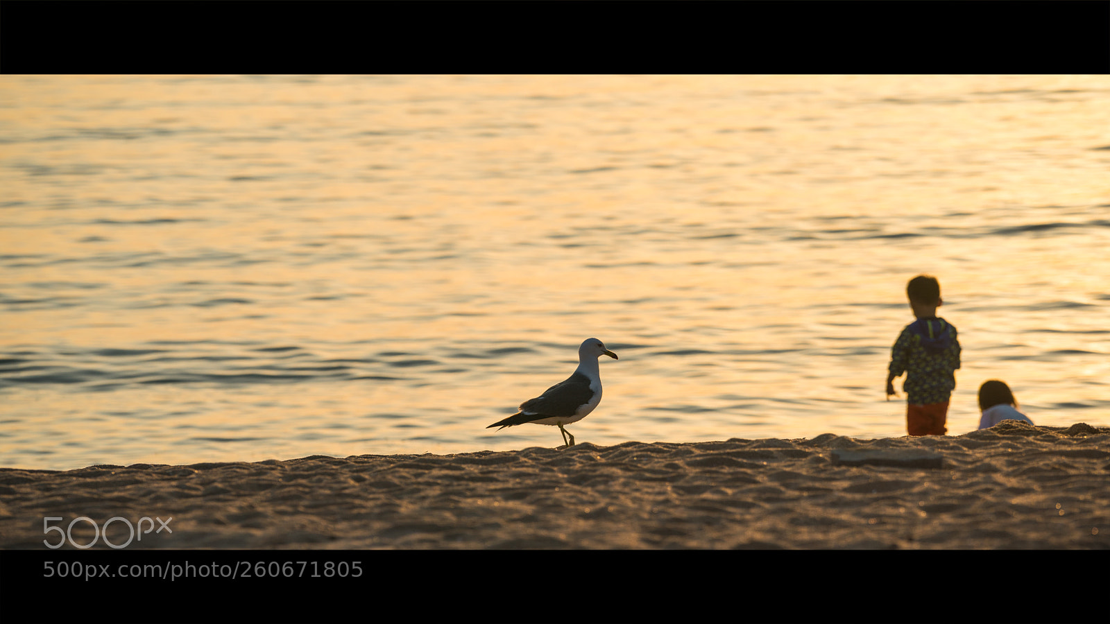 Sony a9 sample photo. Bird photography