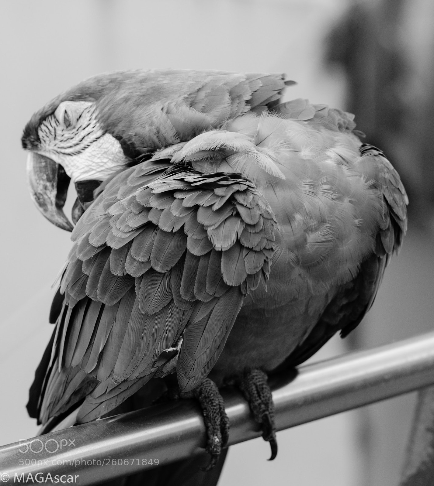 Nikon D7000 sample photo. Mag photography