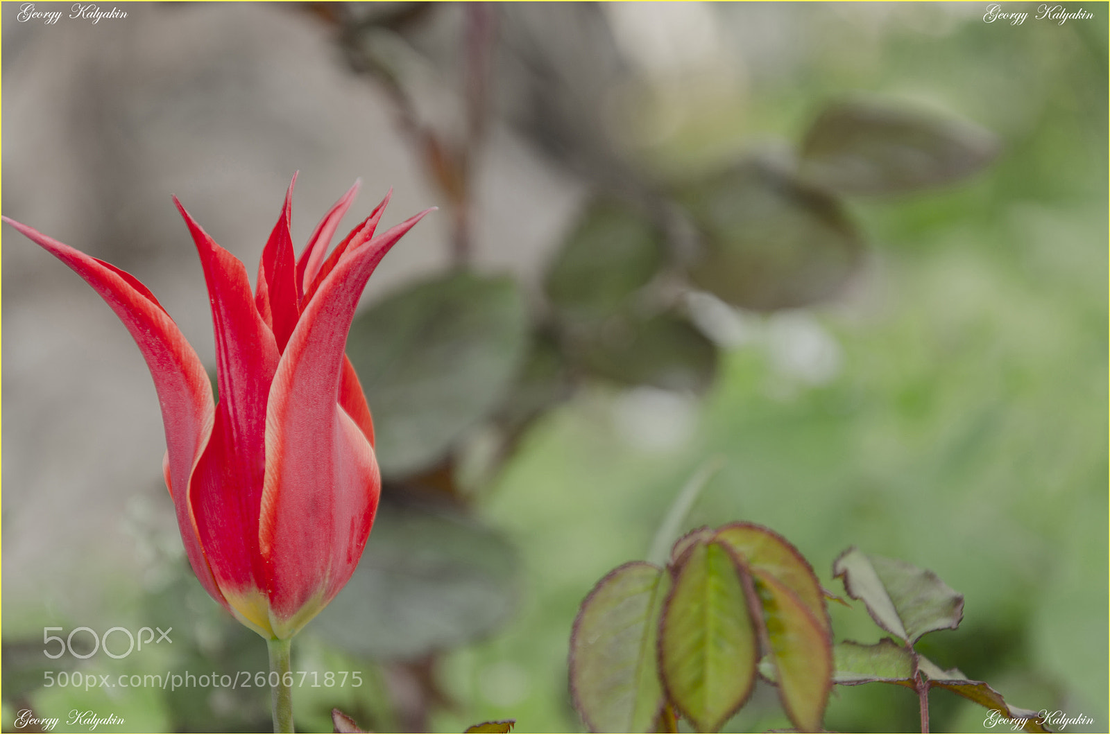 Nikon D7000 sample photo. Lale photography