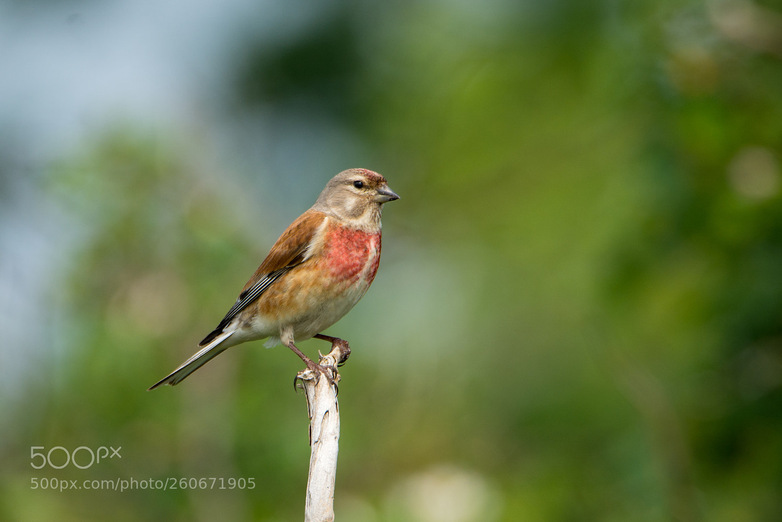 Nikon D7100 sample photo. Linnet (kneu) photography