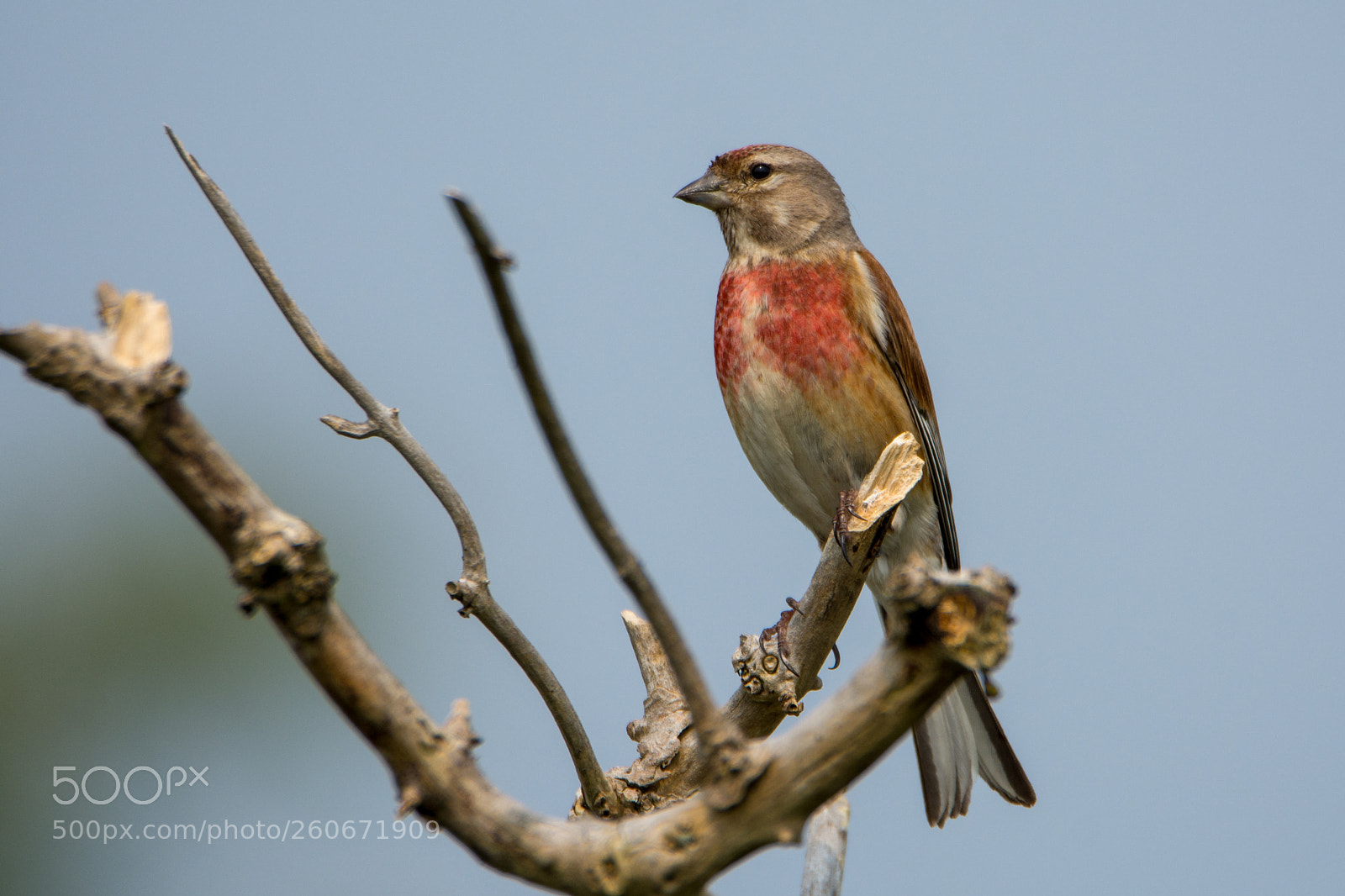 Nikon D7100 sample photo. Linnet (kneu) photography