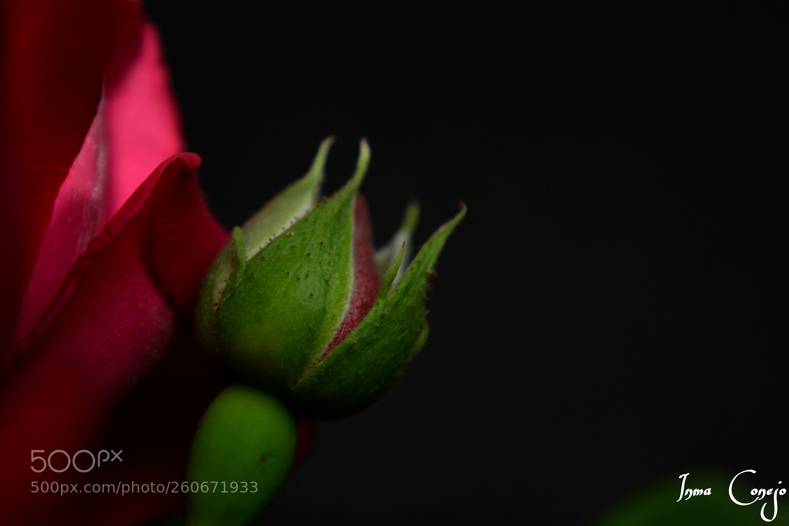 Nikon D5200 sample photo. Capullo de rosa photography