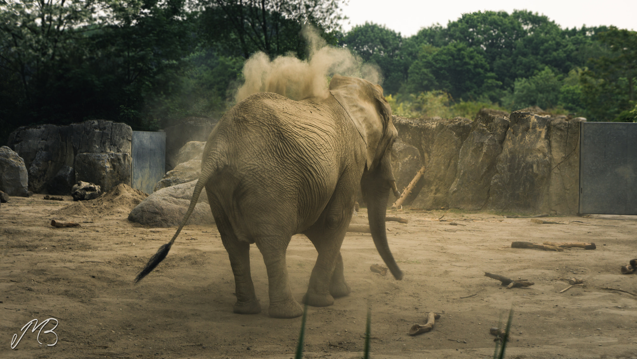 Sony a5100 sample photo. Elephant photography