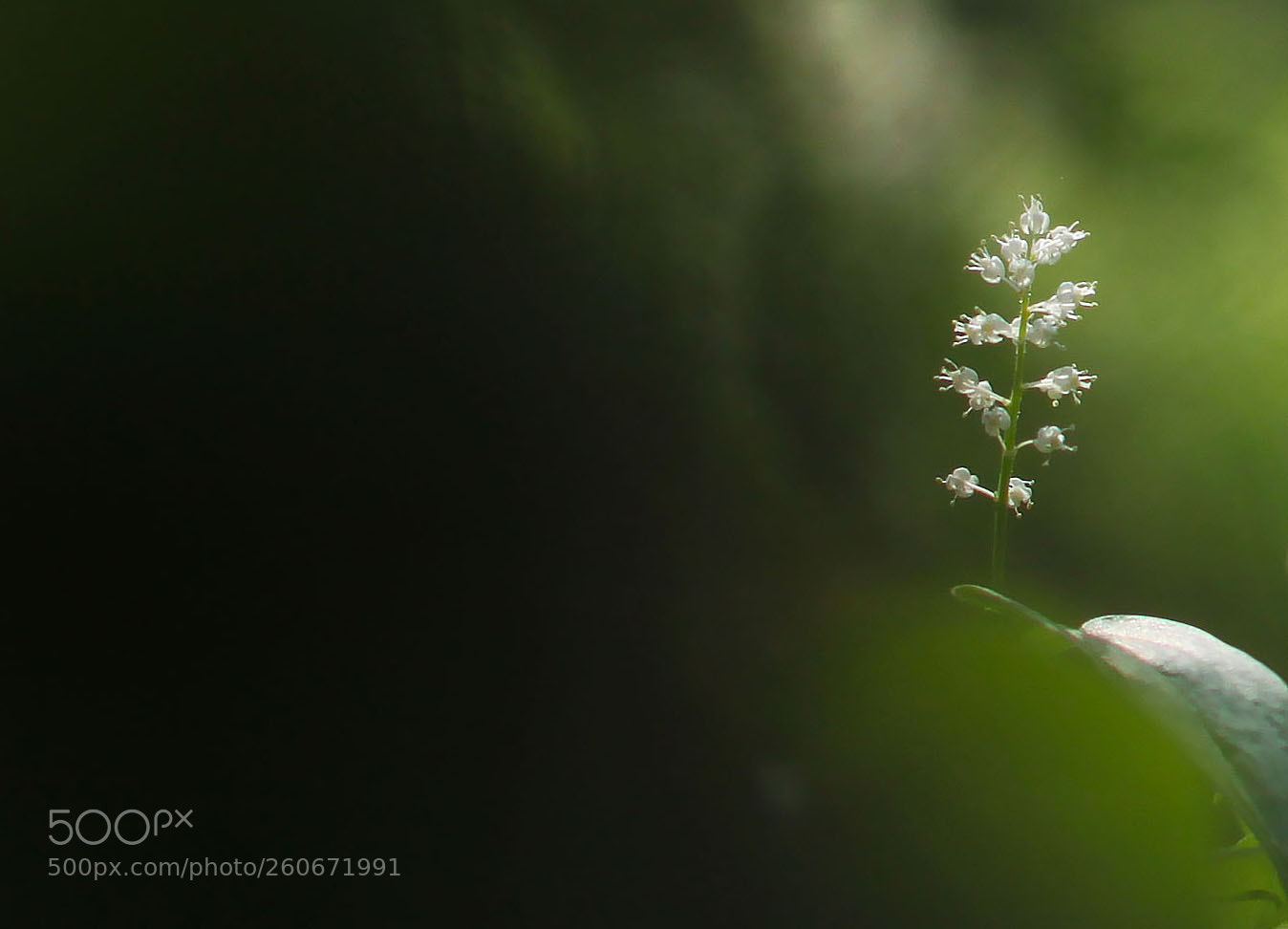 Canon EOS 500D (EOS Rebel T1i / EOS Kiss X3) sample photo. Maianthemum bifolium photography