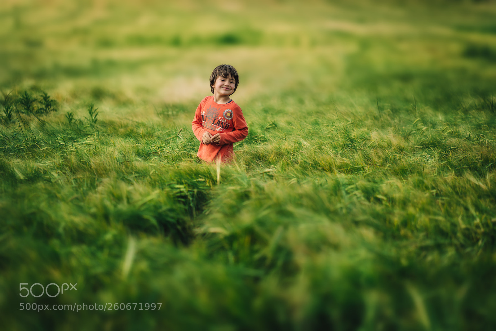 Sony a7R II sample photo. A sea of wheat photography
