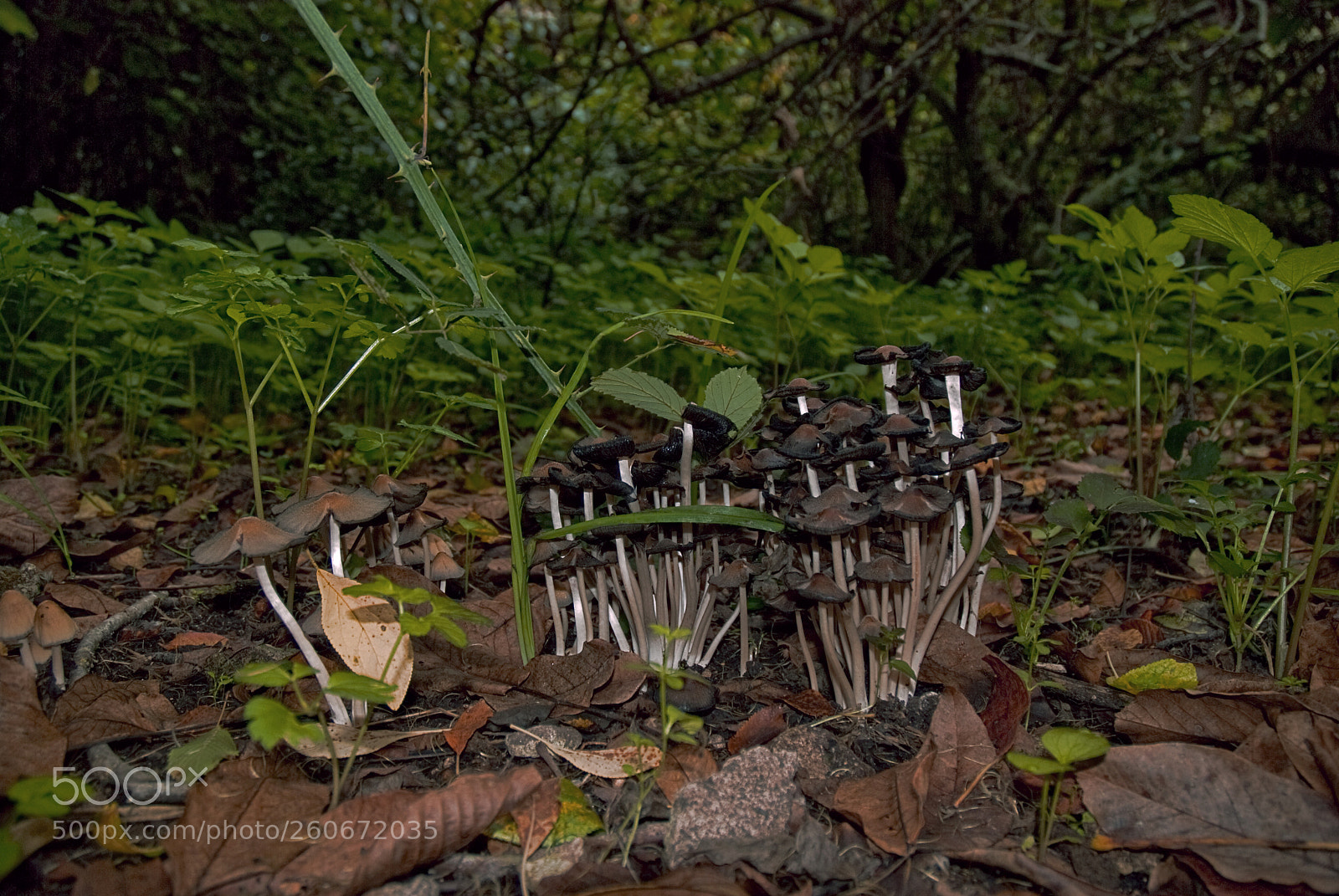 Nikon D80 sample photo. Funghi photography