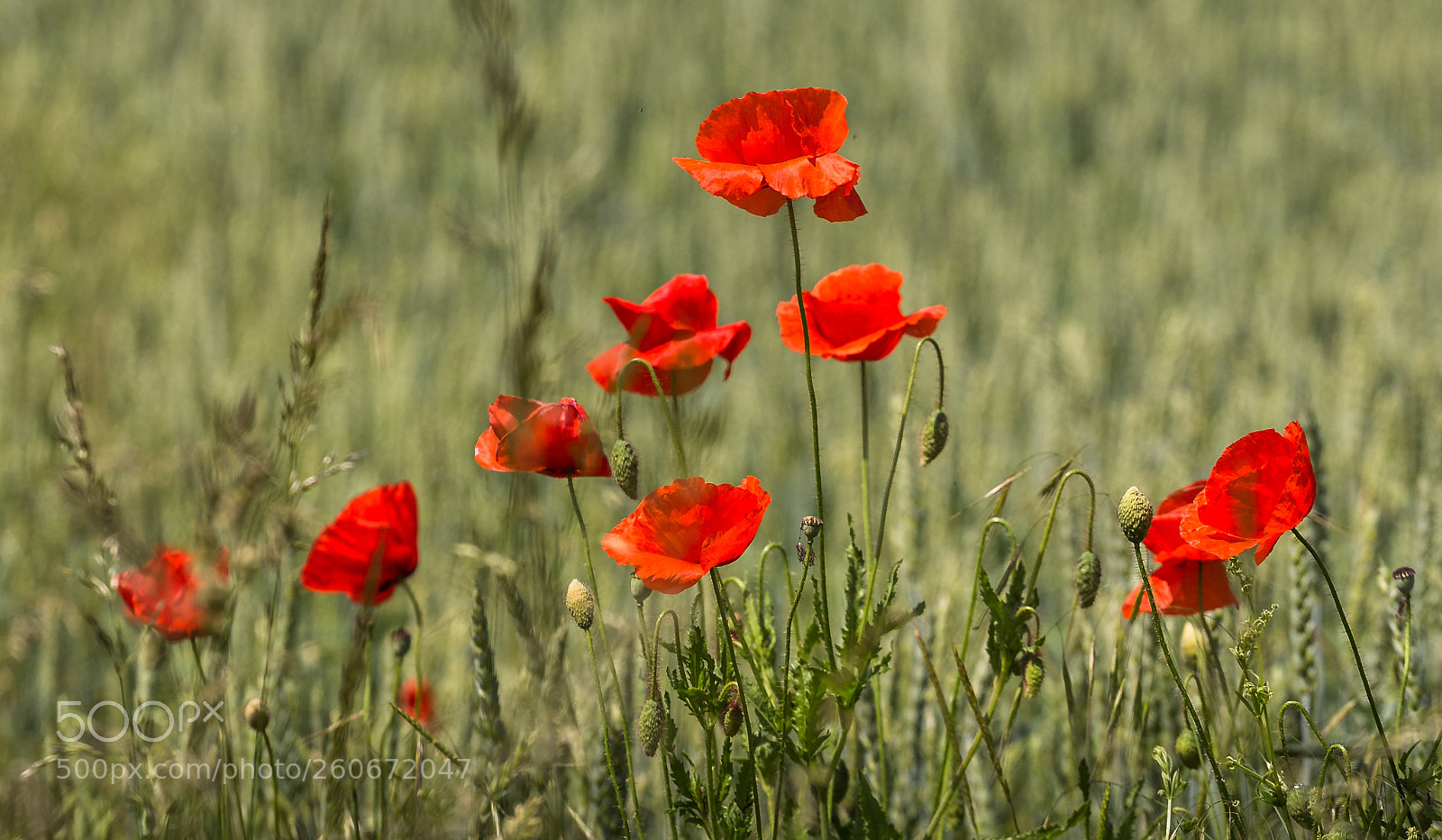 Canon EOS 60D sample photo. Poppies on the field photography