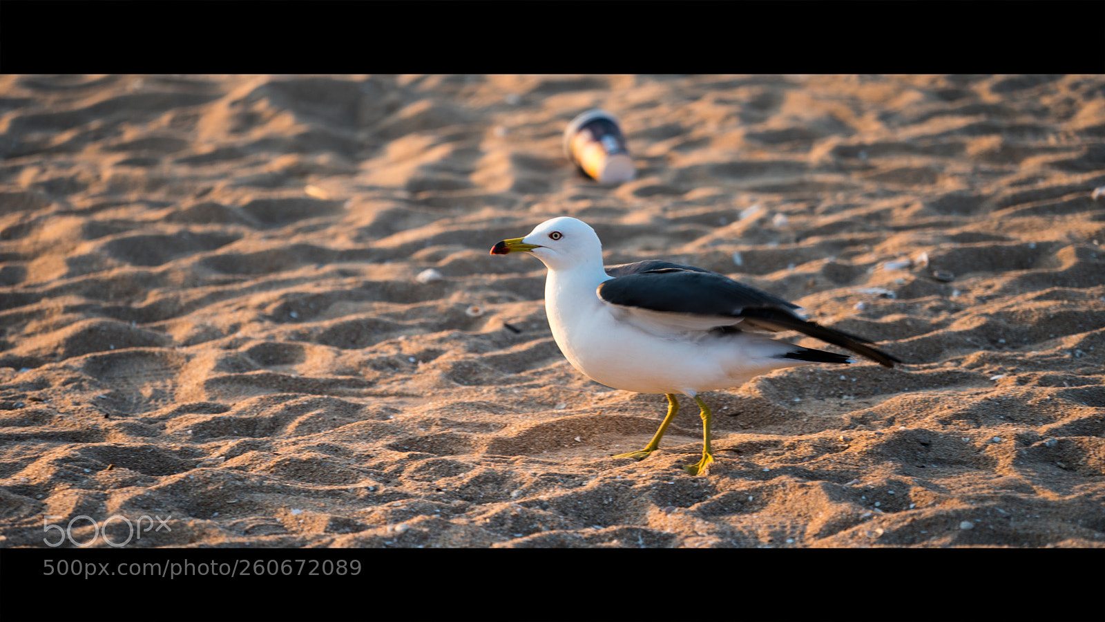 Sony a9 sample photo. Bird photography