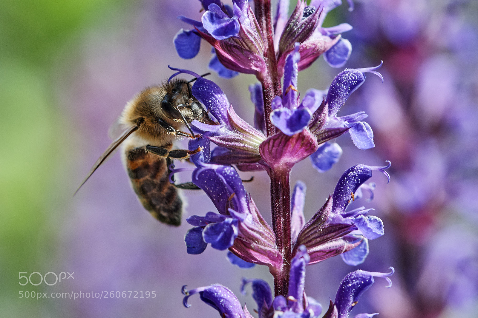 Nikon D500 sample photo. Bee in violet i photography