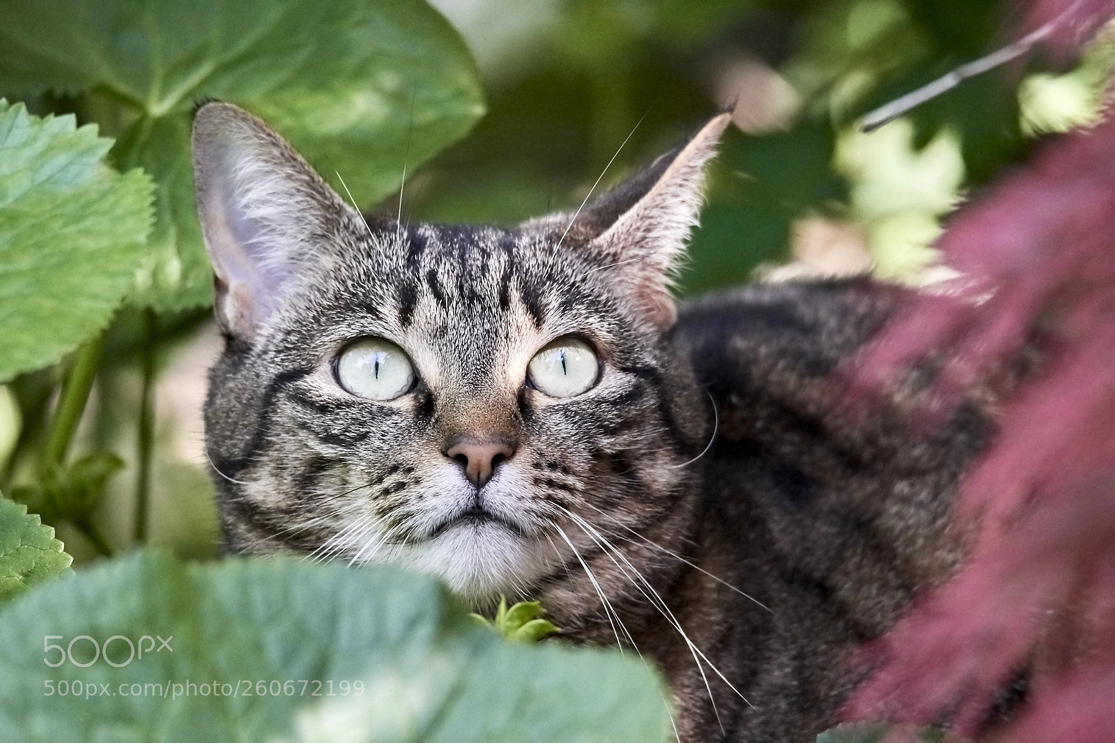 Nikon D500 sample photo. Cat hideout photography
