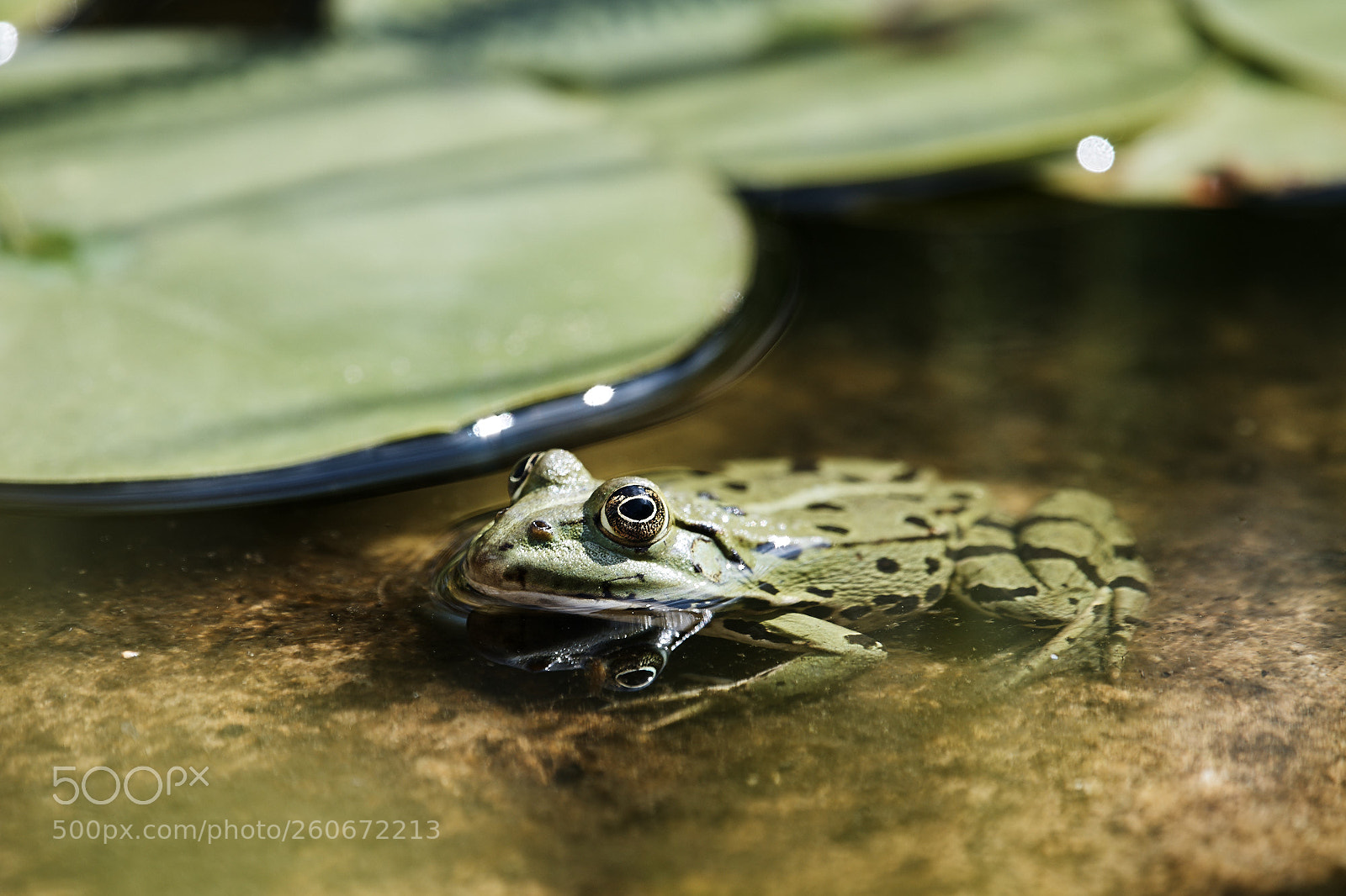 Nikon D500 sample photo. Pond frog i photography