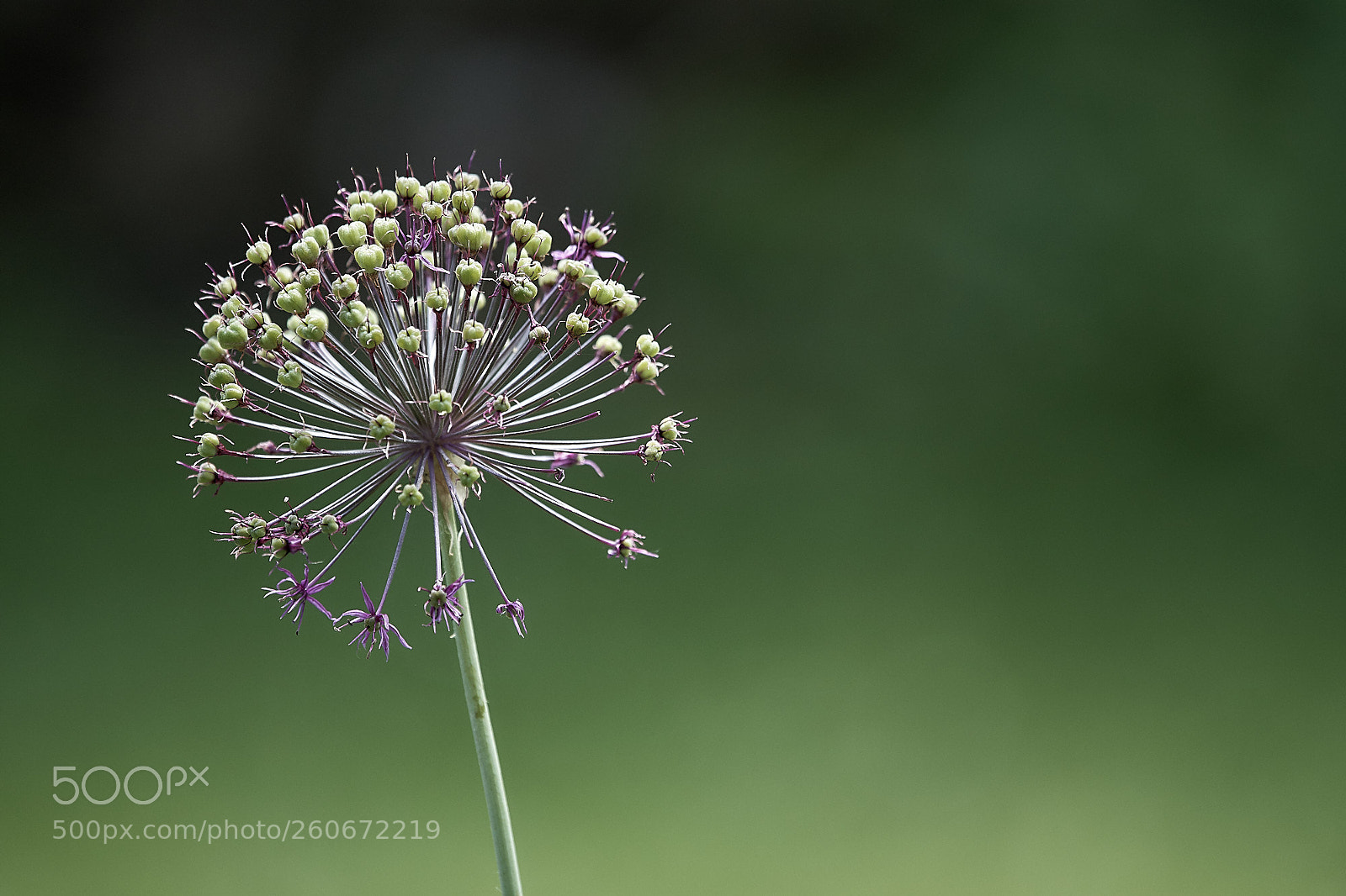 Nikon D500 sample photo. Allium i photography