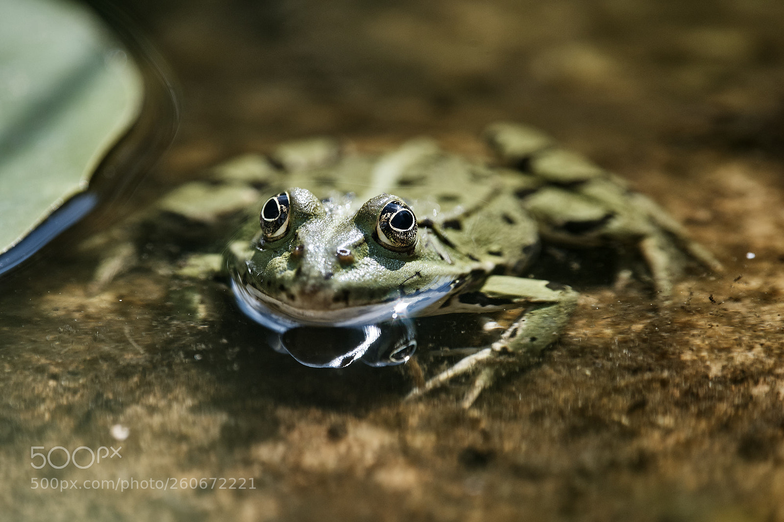 Nikon D500 sample photo. Pond frog ii photography
