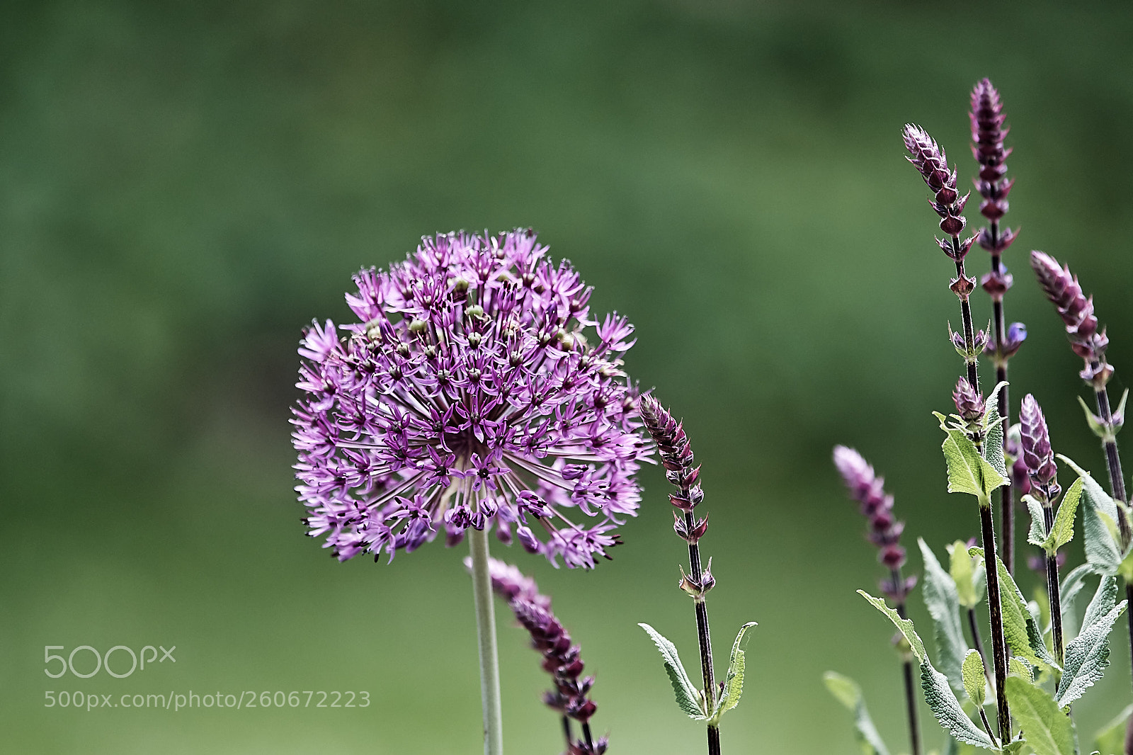 Nikon D500 sample photo. Allium ii photography