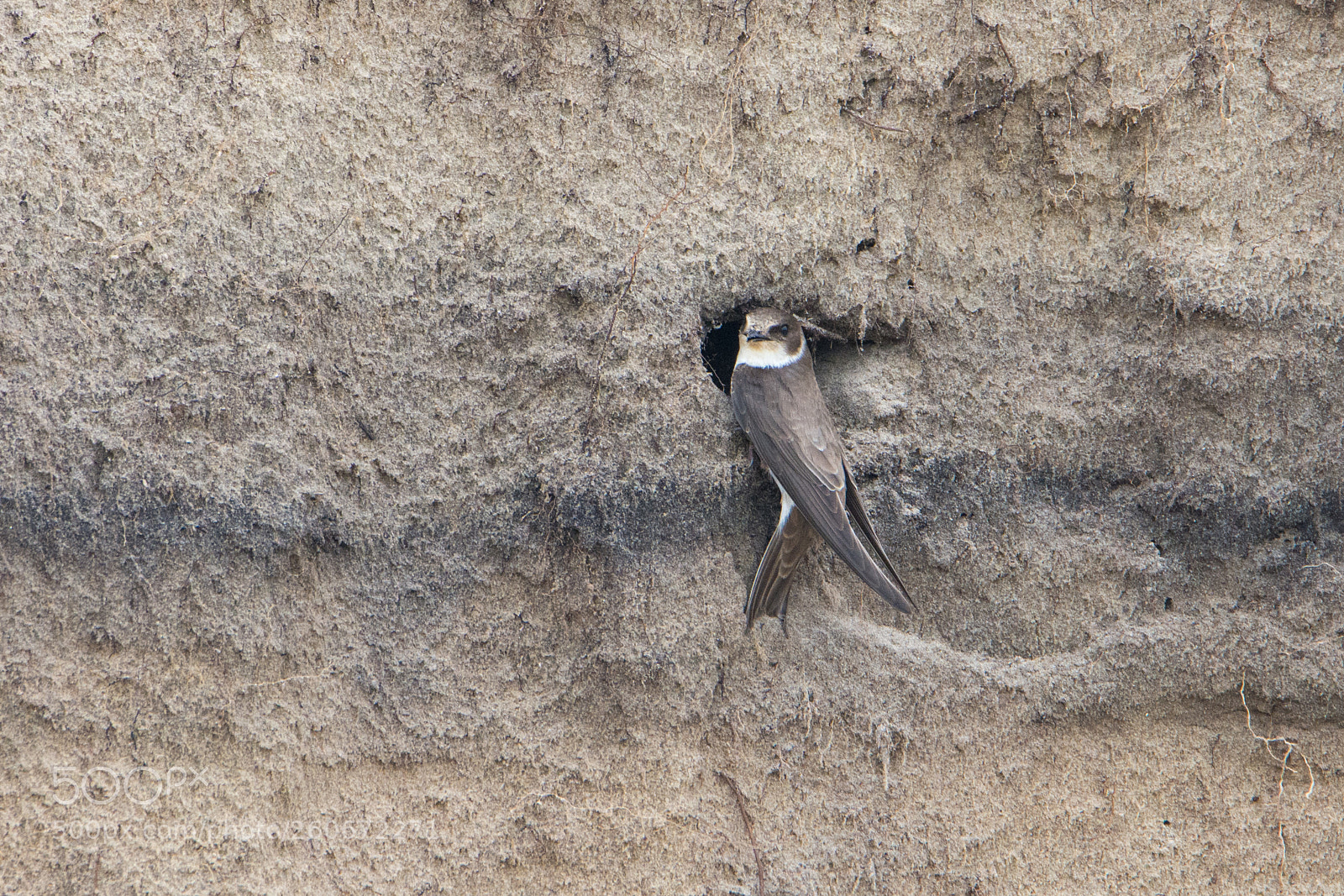 Nikon D7100 sample photo. Sand martin (oever zwaluw) photography