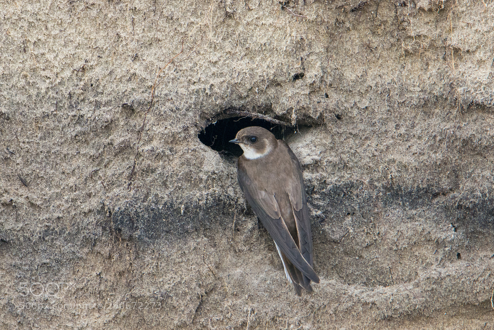 Nikon D7100 sample photo. Sand martin (oever zwaluw) photography