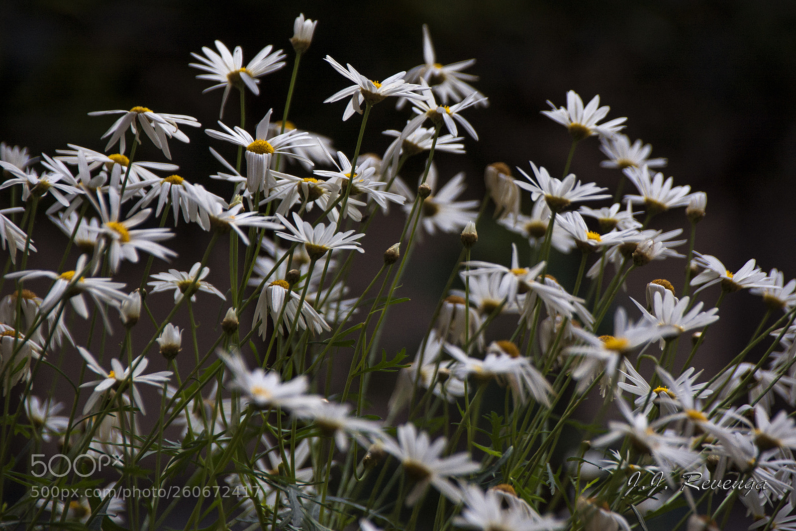 Nikon D7100 sample photo. Margaritas photography