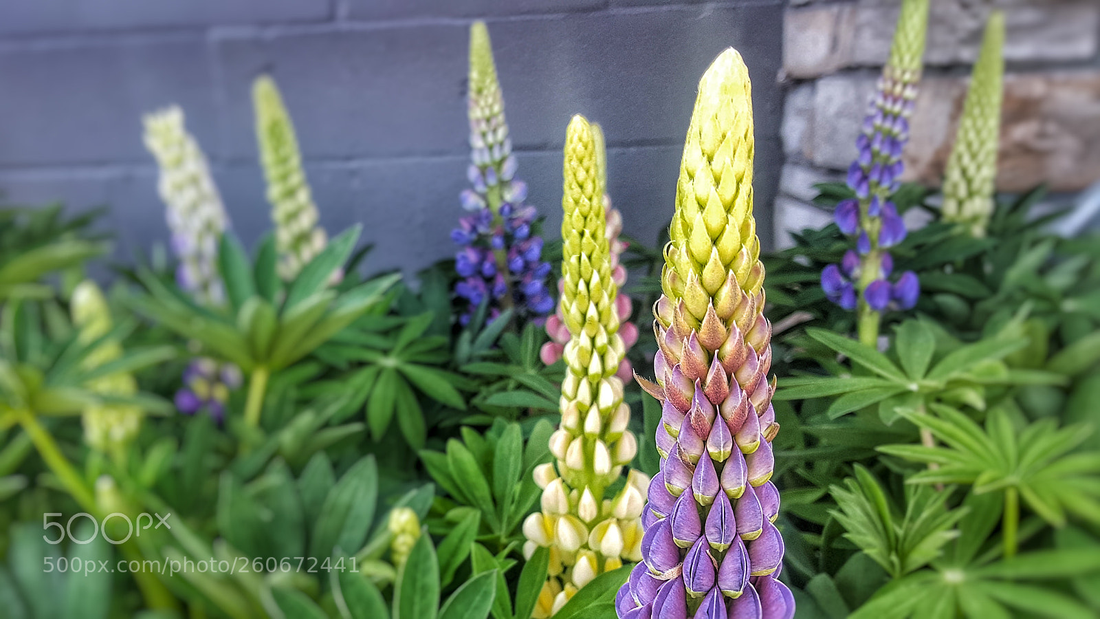 Samsung Galaxy Note5 sample photo. Lupine blossoms photography