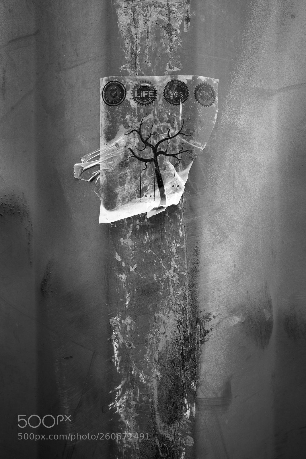 Sony a7R II sample photo. Tape tree abstract photography