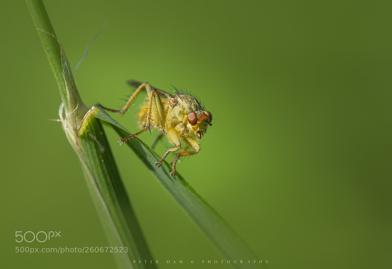 Canon EOS-1D X sample photo. Yellow dung fly photography